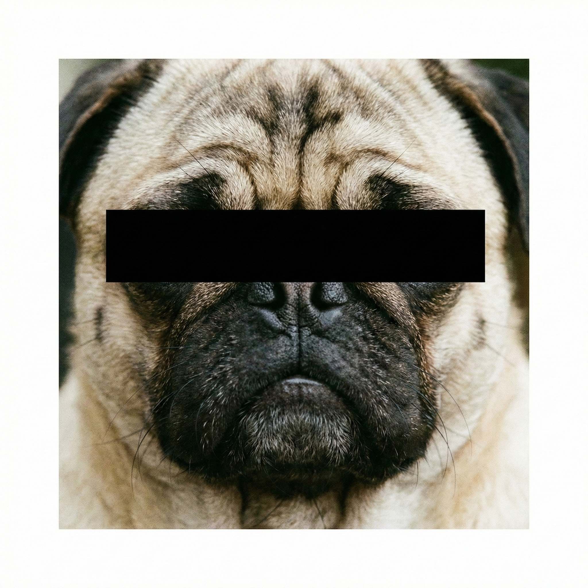 Pug with black bar over eyes
